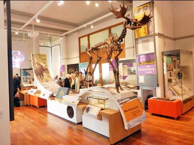 Poulton Elk in the Harris Museum, Preston