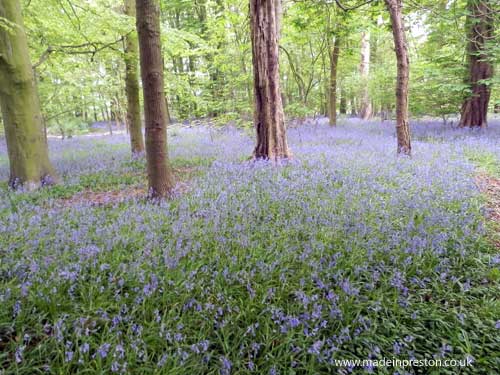 Bluebells near Garstang