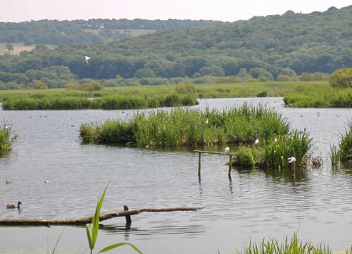 Leighton Moss RSPB