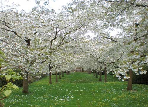 Sizergh Castle blossom