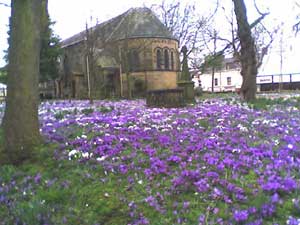 Poulton church, St Chads, crocus display, March 2009