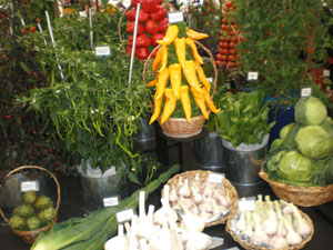 Robinsons Mammoth Onion display at Tatton RHS show 2009